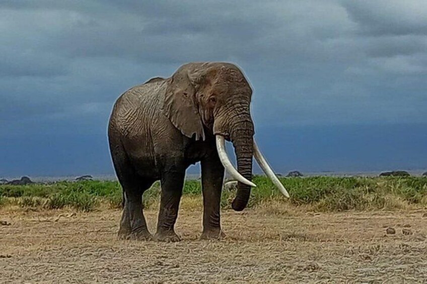 Un elefante con zanne in posizione in una savana arida sotto un cielo nuvoloso. 1