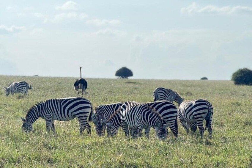Zebre che pascolano in un campo, con un struzzo sullo sfondo. 3