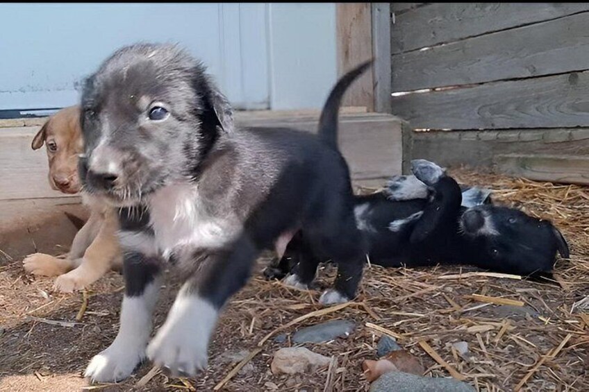 A puppy standing on a straw-covered ground with a wooden structure in the background. 5