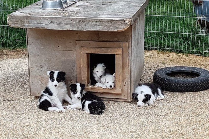 A wooden doghouse with puppies inside and a tire outside. 1