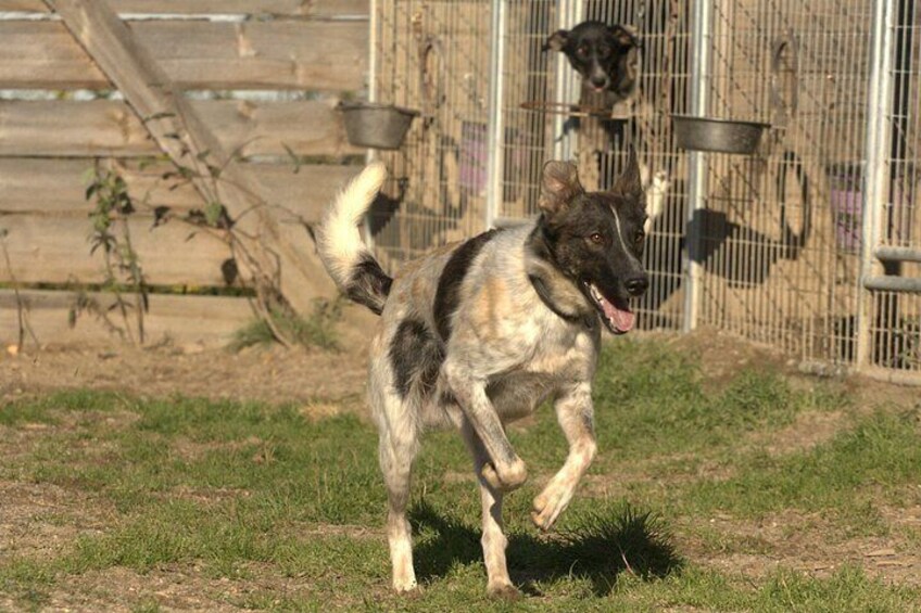 A dog running in a grassy area with a wooden fence and metal gates in the background. 4