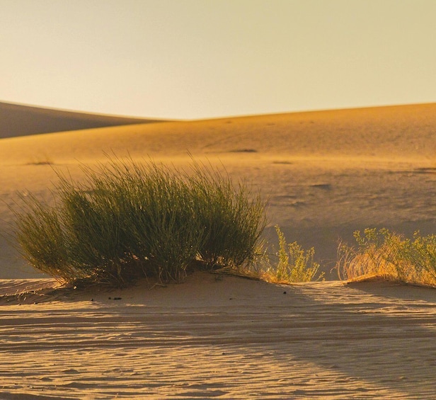 A desert landscape with sand dunes and sparse vegetation. 1