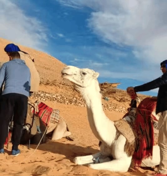 A camel with a blanket, a person standing beside it, and another person walking in the background. 4