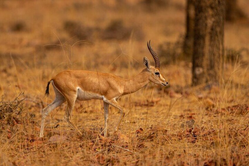 10 Day Kenya Luxury Safari and Conservation Experience 3