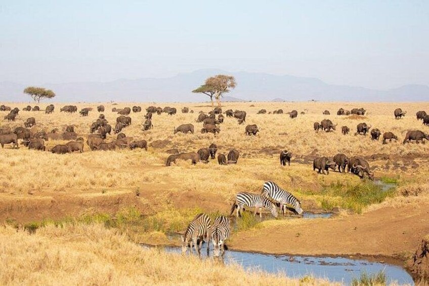 A dry savanna landscape with a watering hole, zebras, and a herd of buffalo. 1
