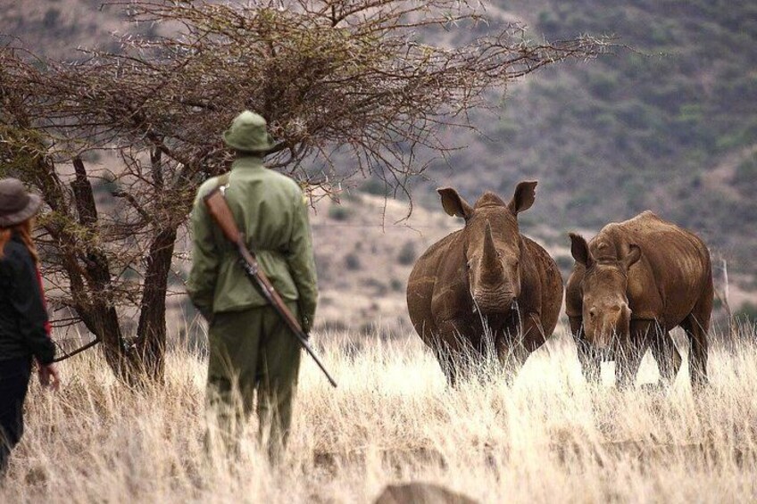 A person in green military attire with a rifle, two rhinos in a grassy field with sparse trees. 2