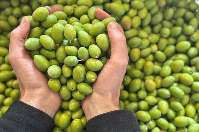 Hands holding green fruits, likely olives, with a background of more green fruits. 1