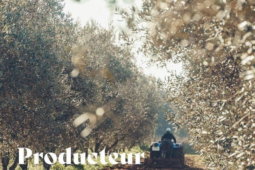 A tractor in an olive grove. 5