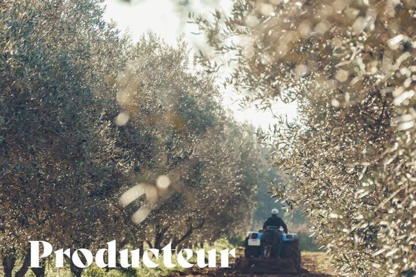 A tractor driving through an olive grove. 5
