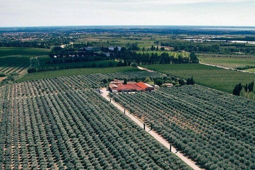 An aerial view of a large agricultural field with rows of crops, a building, and surrounding landscape. 4