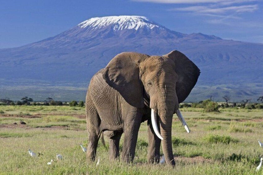 An elephant in a grassy field with a snow-capped mountain in the background. 1
