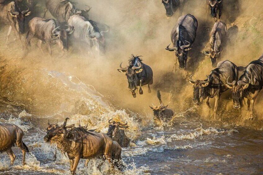 A herd of wildebeests crossing a river. 4