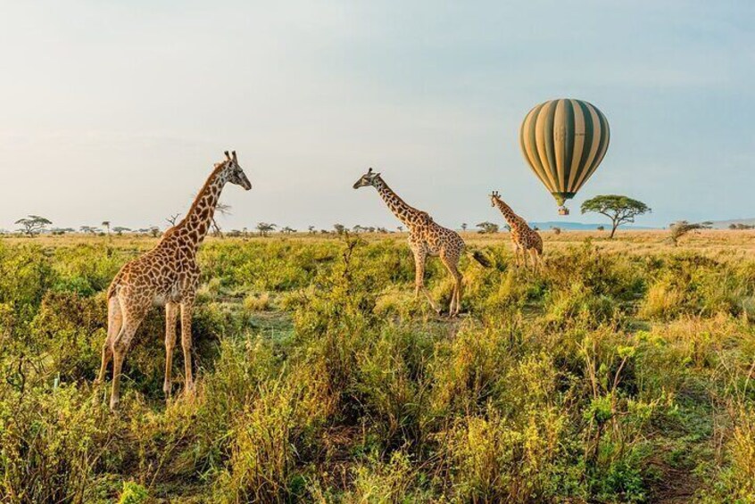 Giraffes in a grassy field with a hot air balloon in the background. 3