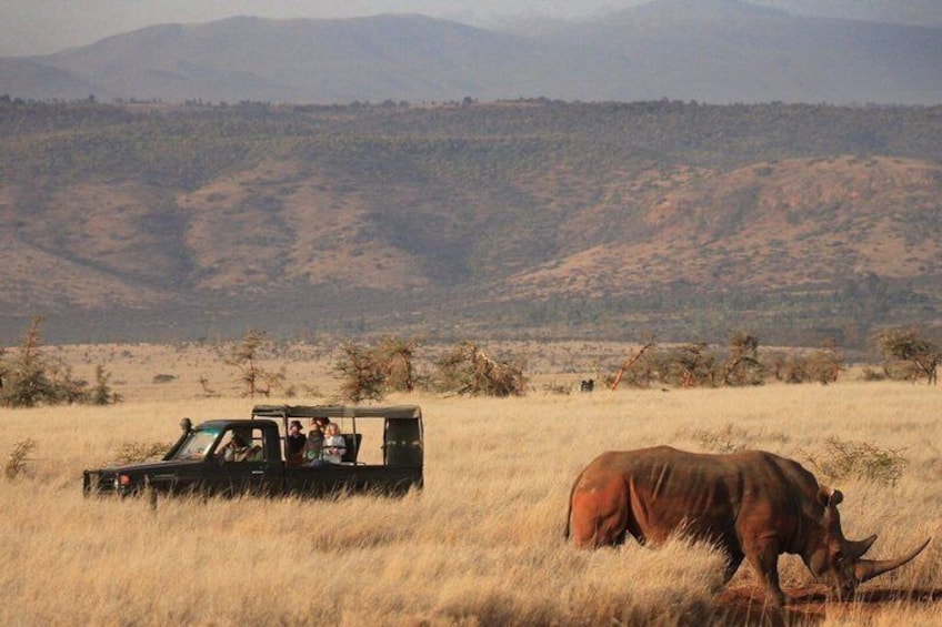 Ein Safari-Fahrzeug in einer grasbewachsen Savanne, im Vordergrund ein Nashorn. 2