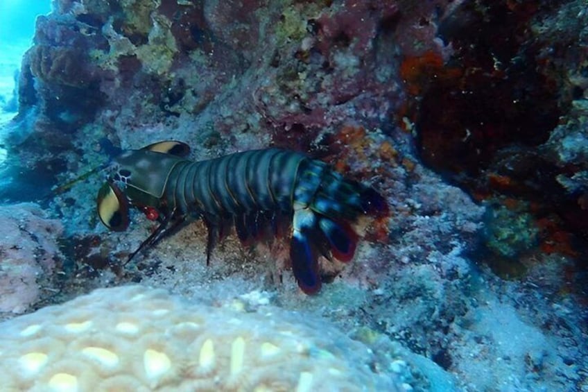 Un langostino sobre una superficie rocosa submarina. 4