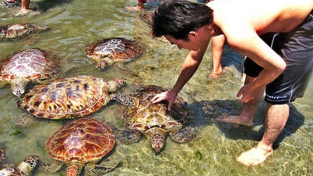 A person interacting with sea turtles in shallow water. 3