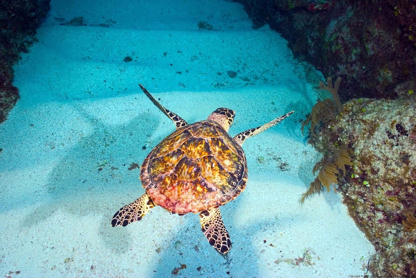 A sea turtle swimming near a coral reef. 1