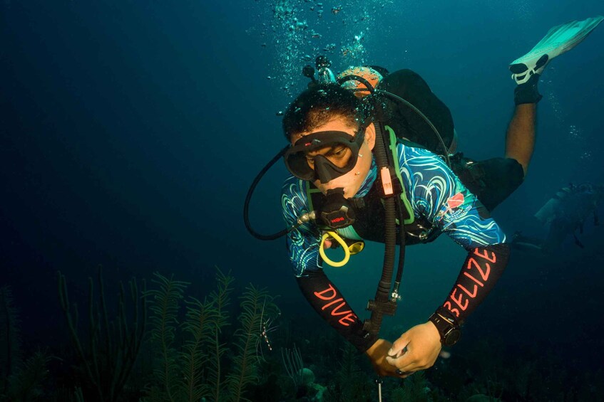 A diver underwater with a 'DIVE' and 'BELIZE' text on their arm, surrounded by marine life. 4