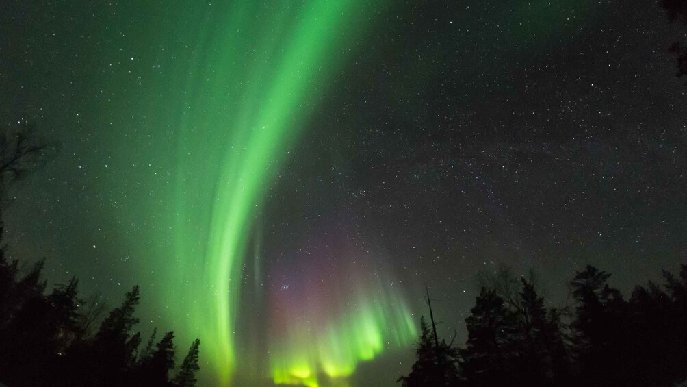 The Northern Lights (Aurora Borealis) over a forested landscape. 2