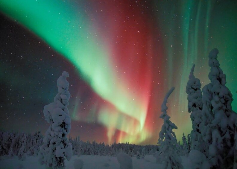 A snowy landscape with trees and the Northern Lights. 3