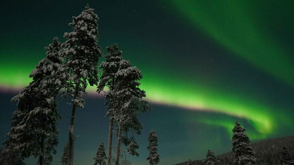 A forest with snow-covered trees and the aurora borealis in the background. 5