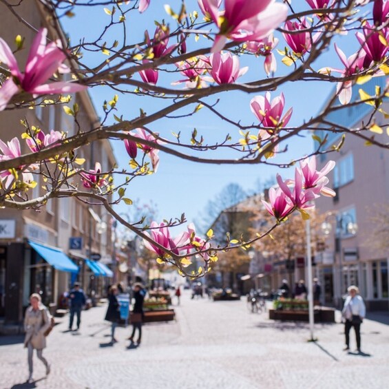 A street lined with blooming pink magnolia trees, cobblestone pavement, and pedestrians. 3