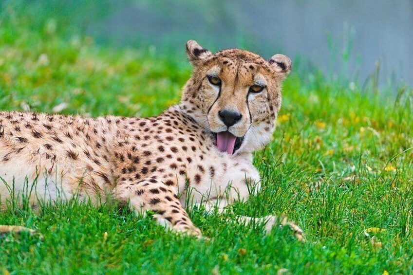 3 Day Ranthambore & Kuno Safari Tour from Jaipur/Ranthambore 5