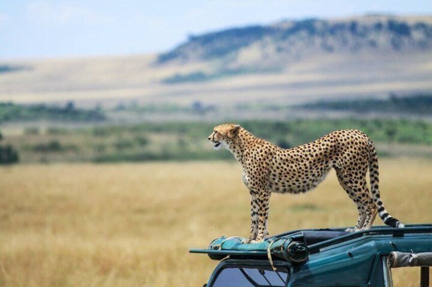 3-Day Ranthambore & Kuno Wildlife Safari Tour from Jaipur 5