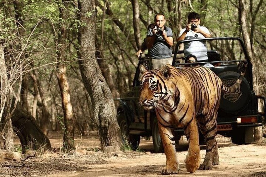 Private Gypsy Safari in Ranthambore 4