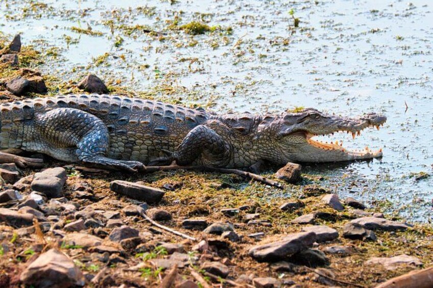 A crocodile resting on a rocky shore by a body of water. 5