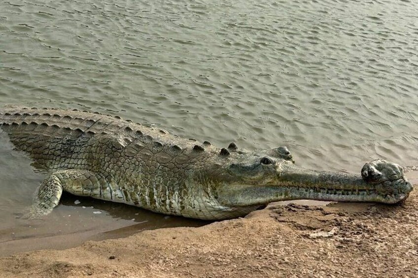 A crocodile partially submerged in water with its head and front legs visible. 2