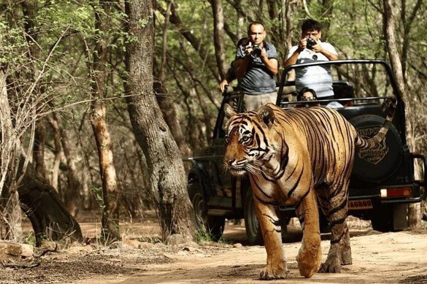 A tiger walking in a forest with people observing from a vehicle. 2