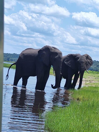 Two elephants standing in water with a grassy bank and a cloudy sky in the background. 2