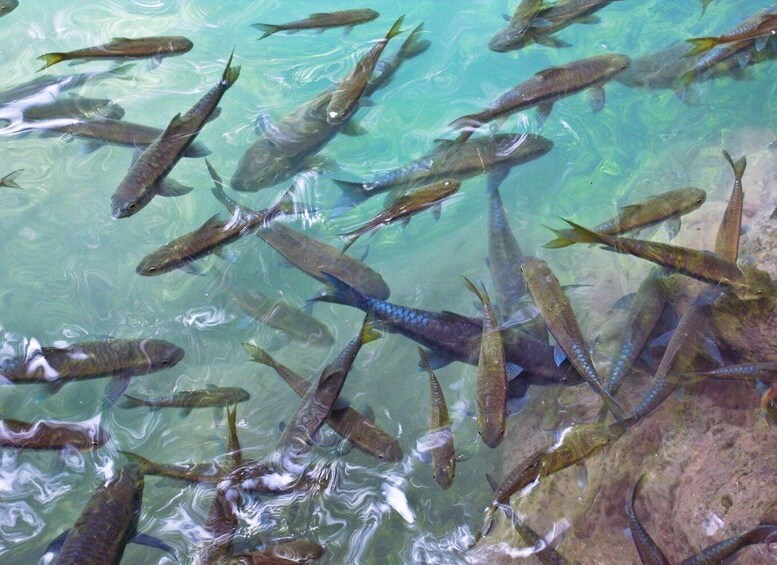 A school of fish swimming in clear water. 4