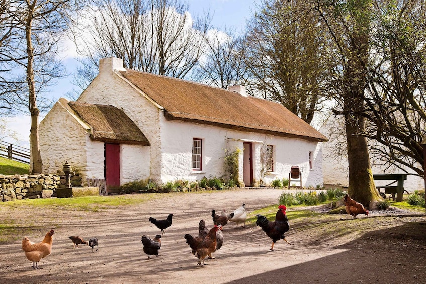A white house with a thatched roof, surrounded by chickens on a dirt path. 1