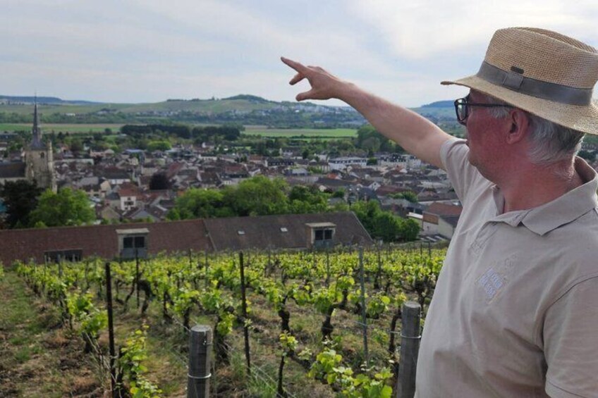 Ein Weinberg mit Reihen von Weinreben und einer Stadt im Hintergrund. 5