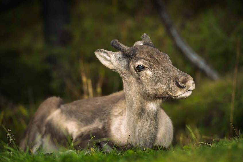 A young deer lying in a grassy field with trees in the background. 5