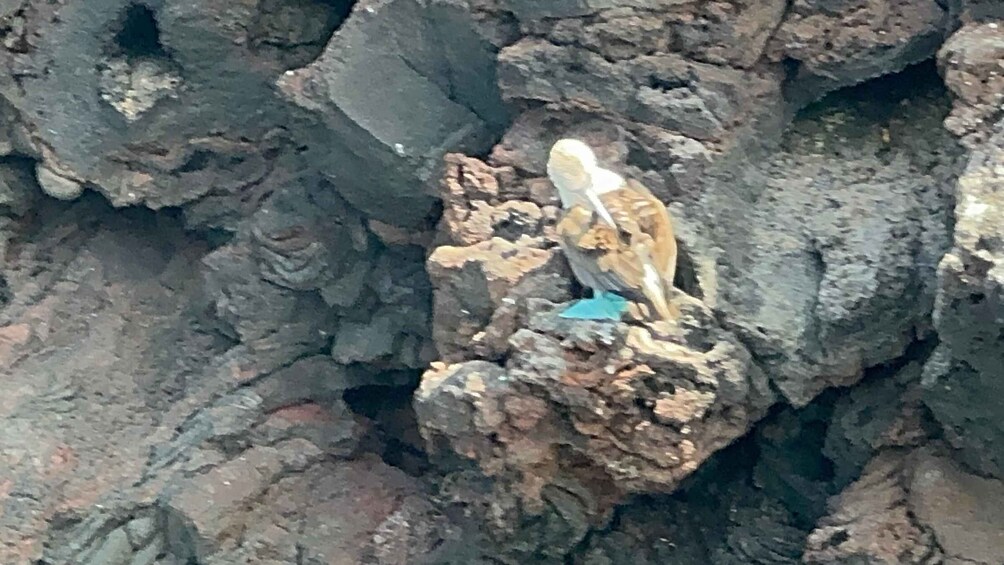A bird perched on a rocky outcrop. 3