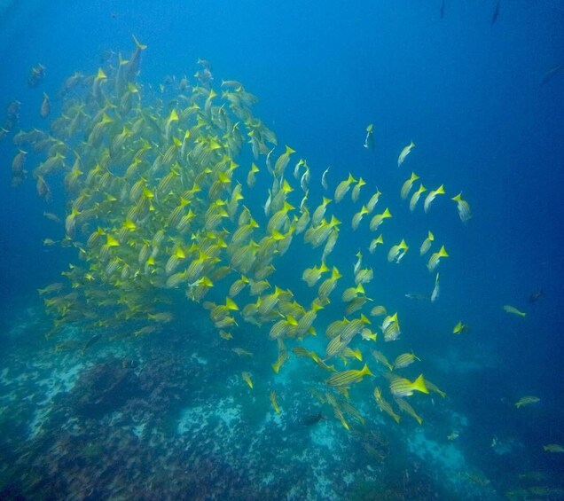 A school of yellow fish swimming in the ocean. 5