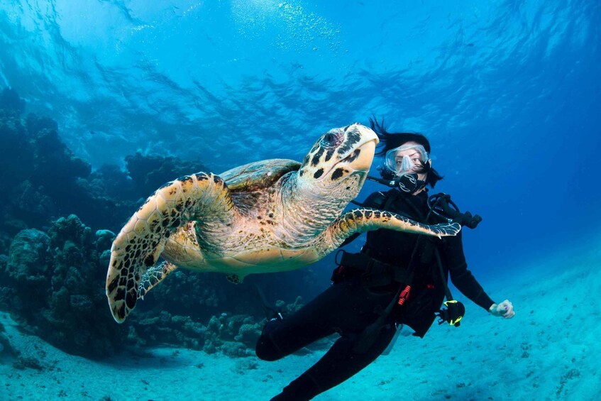 A diver swimming with a sea turtle underwater. 2