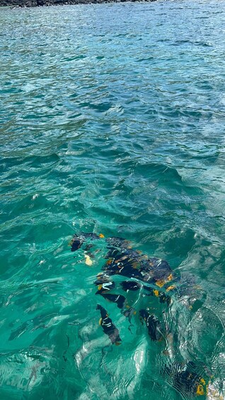A group of dolphins swimming in clear turquoise water. 4