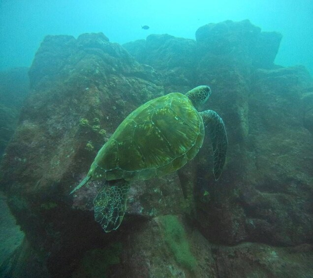 A sea turtle swimming near a rocky underwater landscape. 1