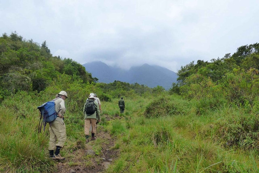 A group of hikers on a narrow trail surrounded by dense vegetation and mountains in the distance. 3