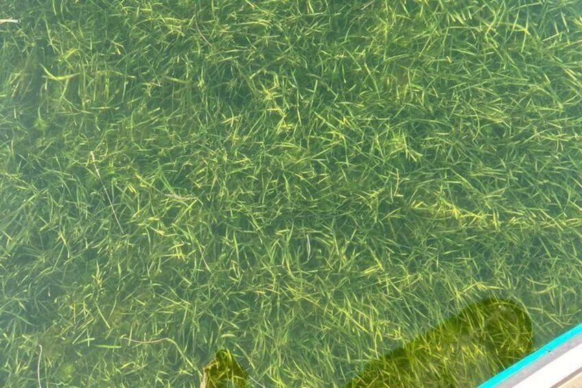 A pool with clear water and greenish algae. 2