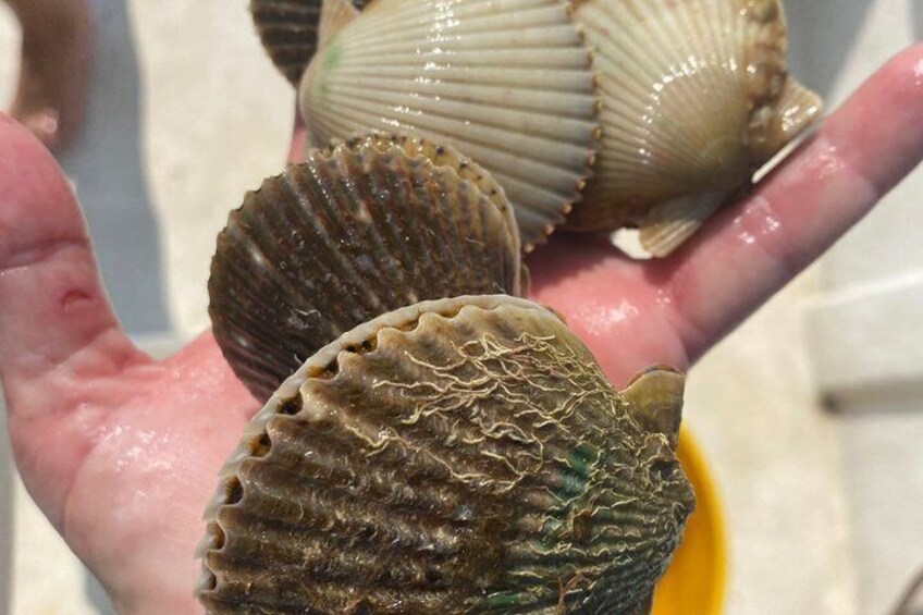 A hand holding several scallop shells. 1