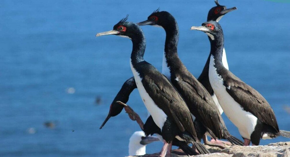 Three birds with black and white plumage standing on a rocky surface by a body of water. 3