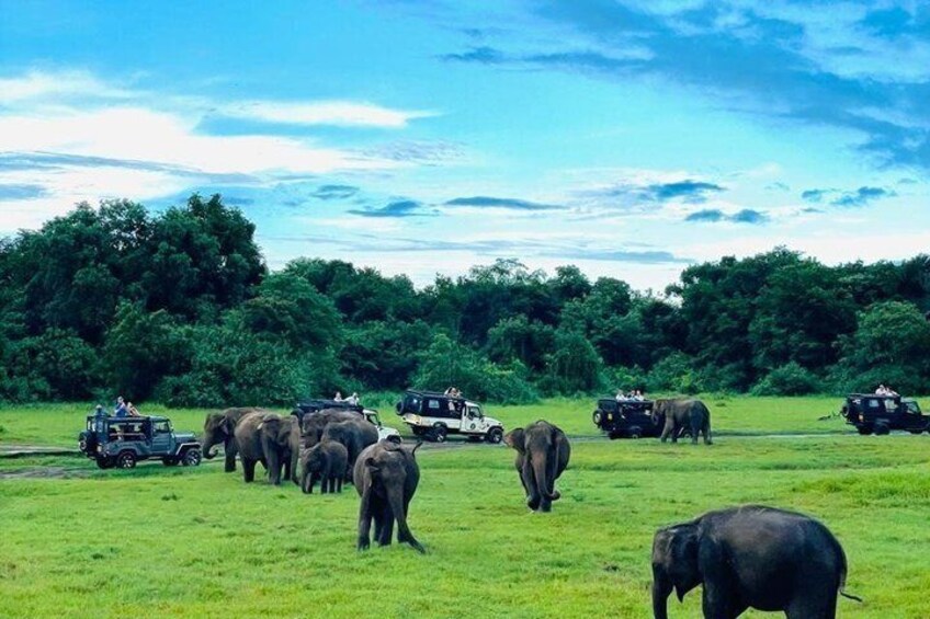 En flock elefanter på en gräsklädd slätt, med safaribilar i bakgrunden. 1