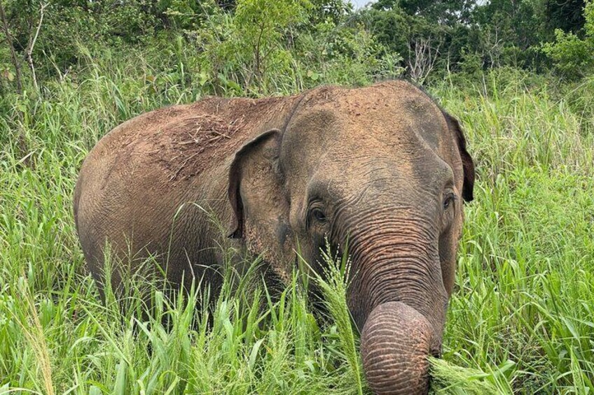 Minneriya / Hurulu Eco Park Safari Private Tour 2