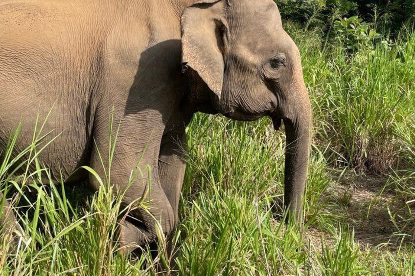 Minneriya / Hurulu Eco Park Safari Private Tour 5