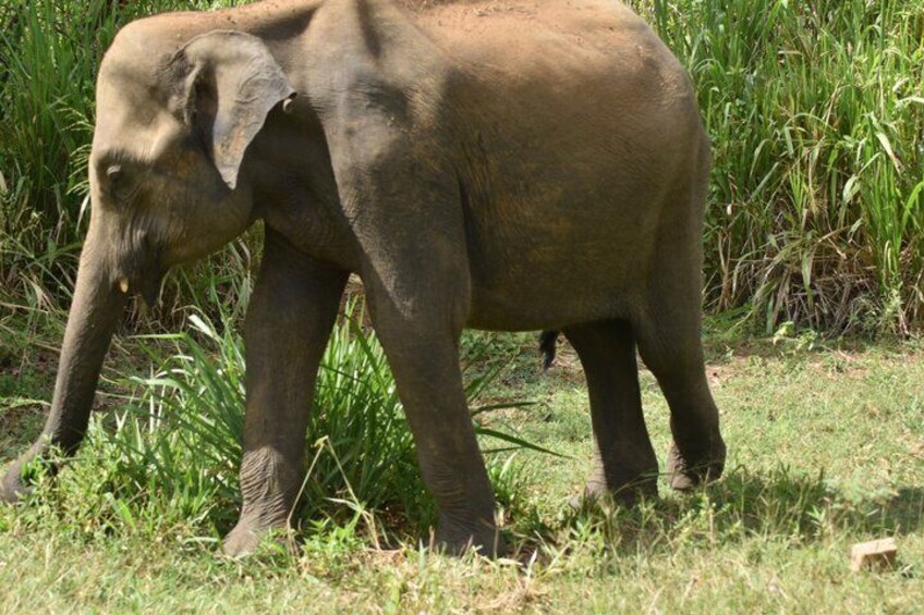 Minneriya / Hurulu Eco Park Safari Private Tour 3